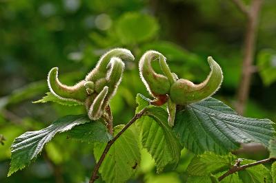 참개암나무(Corylus sieboldiana Blume)