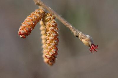 물개암나무(Corylus sieboldiana Blume var. mandshurica (Maxim.) C.K.Schneid.)