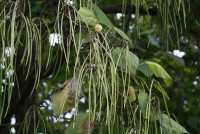 개오동(Catalpa ovata G.Don)