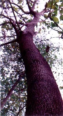 오동나무(Paulownia coreana Uyeki)