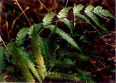 Plant Illustration Details