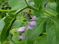 Plant Illustration Details