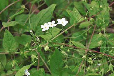 Plant Illustration Details