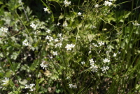 Plant Illustration Details