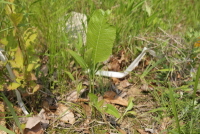 Plant Illustration Details