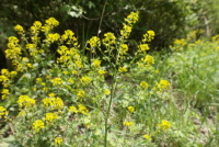 Plant Illustration Details