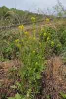 Plant Illustration Details