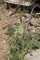 갓(Brassica juncea (L.) Czern.)