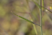 Plant Illustration Details