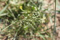 Plant Illustration Details