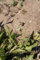 냉이(Capsella bursa-pastoris (L.) Medik.)