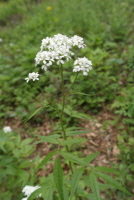 미나리냉이(Cardamine leucantha (Tausch) O.E.Schulz)