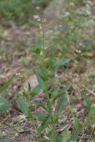 Plant Illustration Details