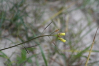 Plant Illustration Details