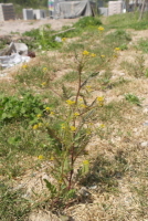 속속이풀(Rorippa palustris (L.) Besser)