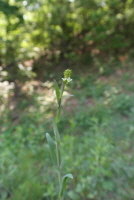 Plant Illustration Details