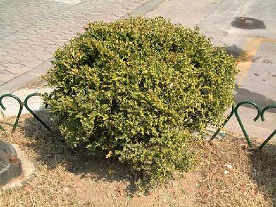 Buxus sinica (Rehder & E.H.Wilson) M.Cheng var. insularis (Nakai) M.Cheng