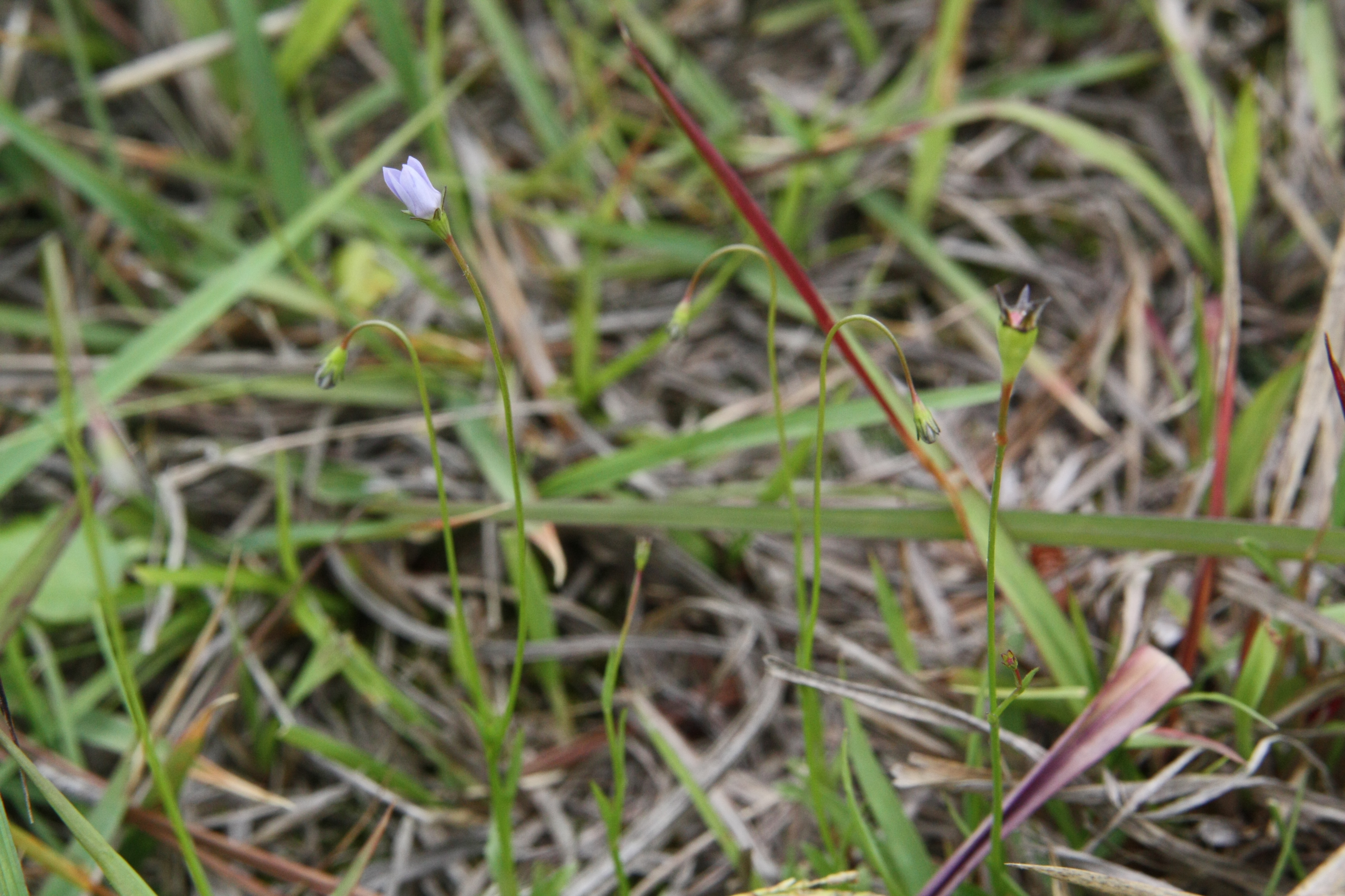 Plant Illustration Details