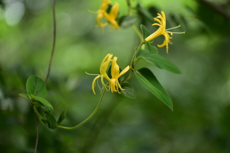 인동덩굴(Lonicera japonica Thunb.)