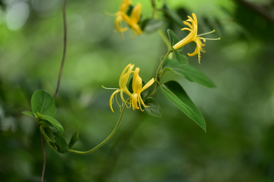 Lonicera japonica Thunb.