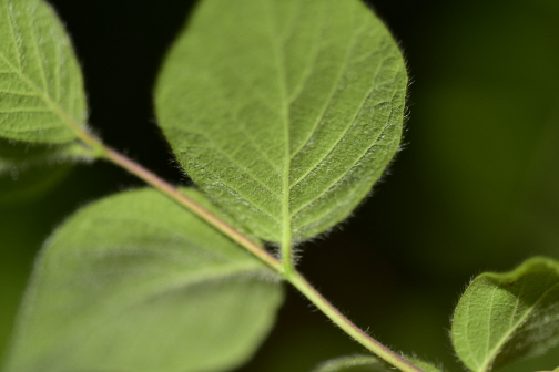 Plant Illustration Details