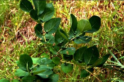 섬괴불나무(Lonicera insularis Nakai)