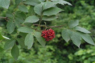 지렁쿠나무(Sambucus racemosa L. subsp. kamtschatica (E.Wolf) Hultén)