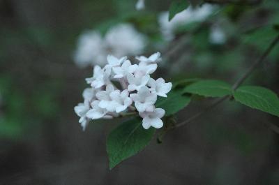 Plant Illustration Details