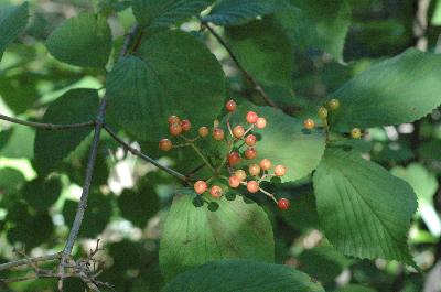 산가막살나무(Viburnum wrightii Miq.)