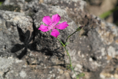 Dianthus chinensis L.