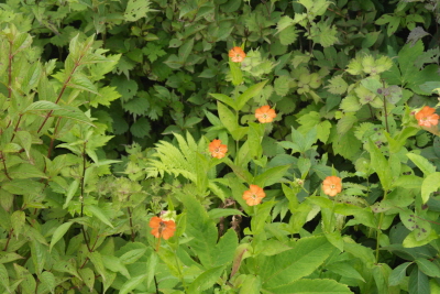 Lychnis cognata Maxim.