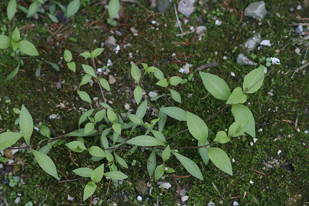 Plant Illustration Details