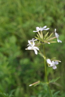 Plant Illustration Details