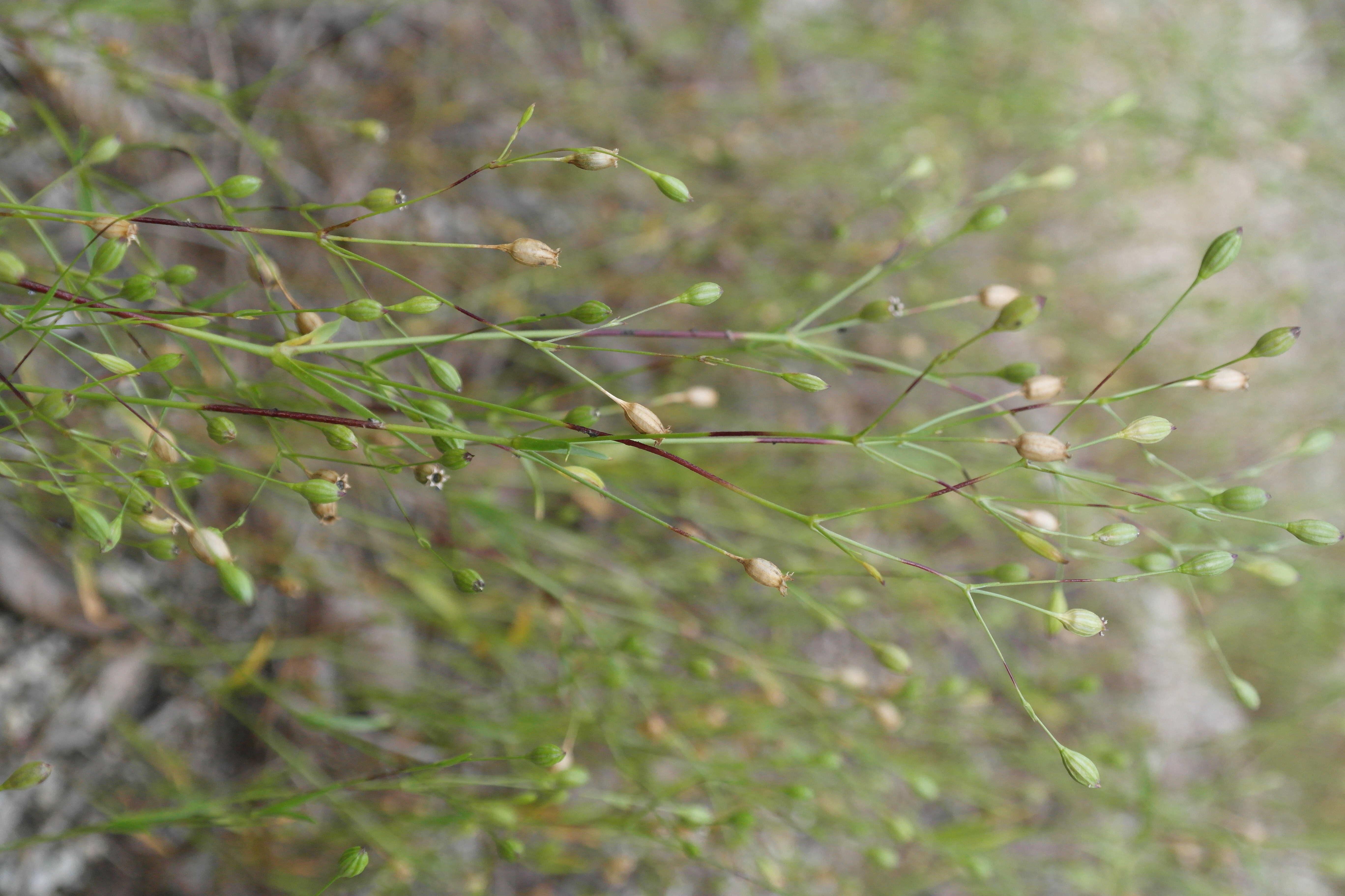 Plant Illustration Details