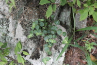 Plant Illustration Details