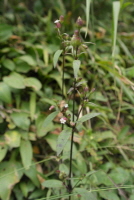 Plant Illustration Details