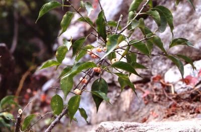 Plant Illustration Details