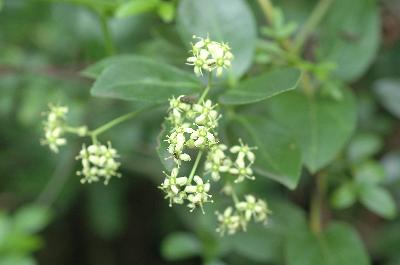 사철나무(Euonymus japonicus Thunb.)