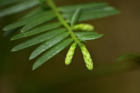 개비자나무(Cephalotaxus harringtonia (Knight ex J.Forbes) K.Koch)