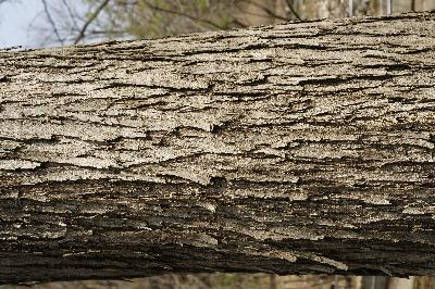 계수나무(Cercidiphyllum japonicum Siebold & Zucc. ex J.J.Hoffm. & J.H.Schult.bis)