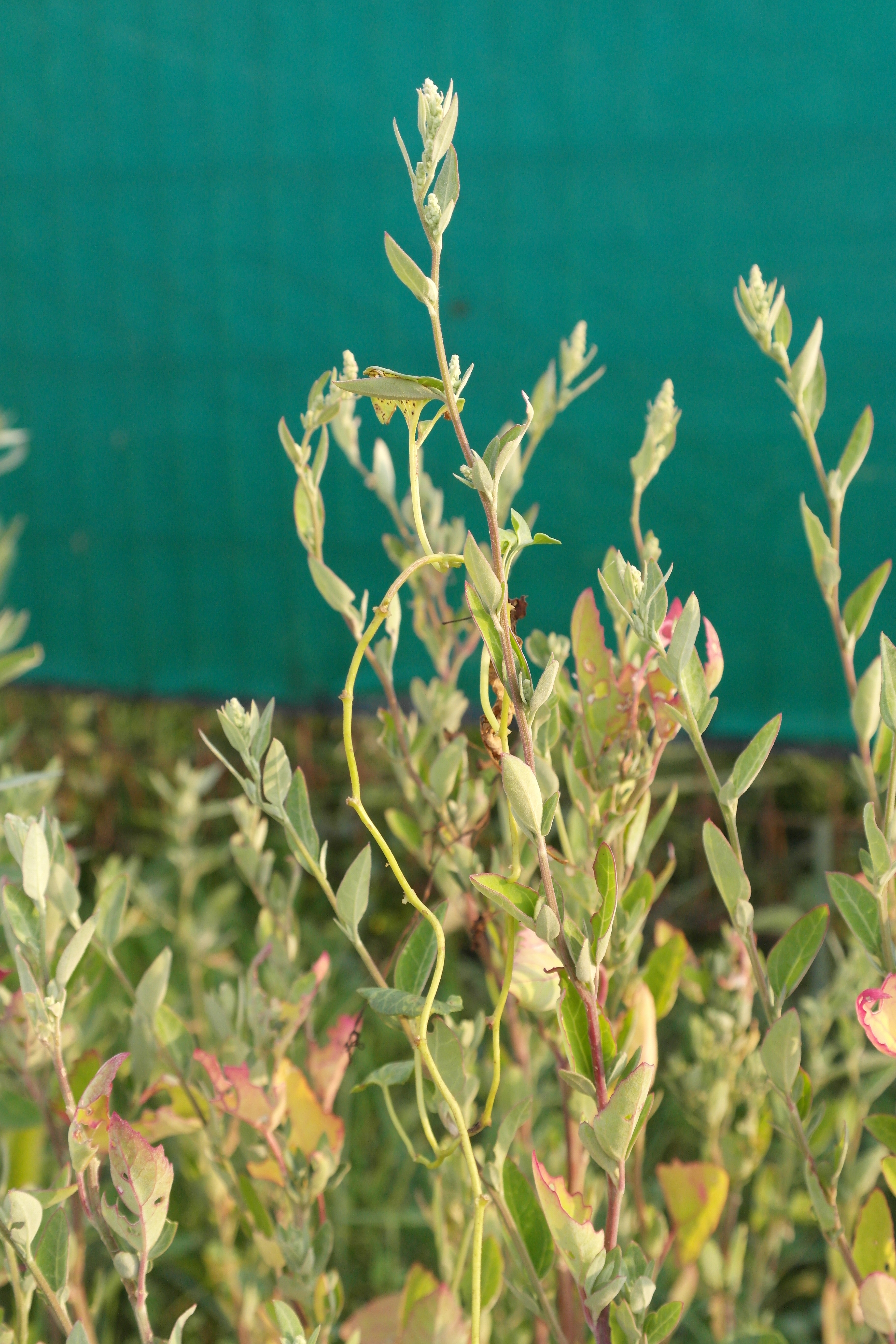 Plant Illustration Details