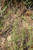 Plant Illustration Details