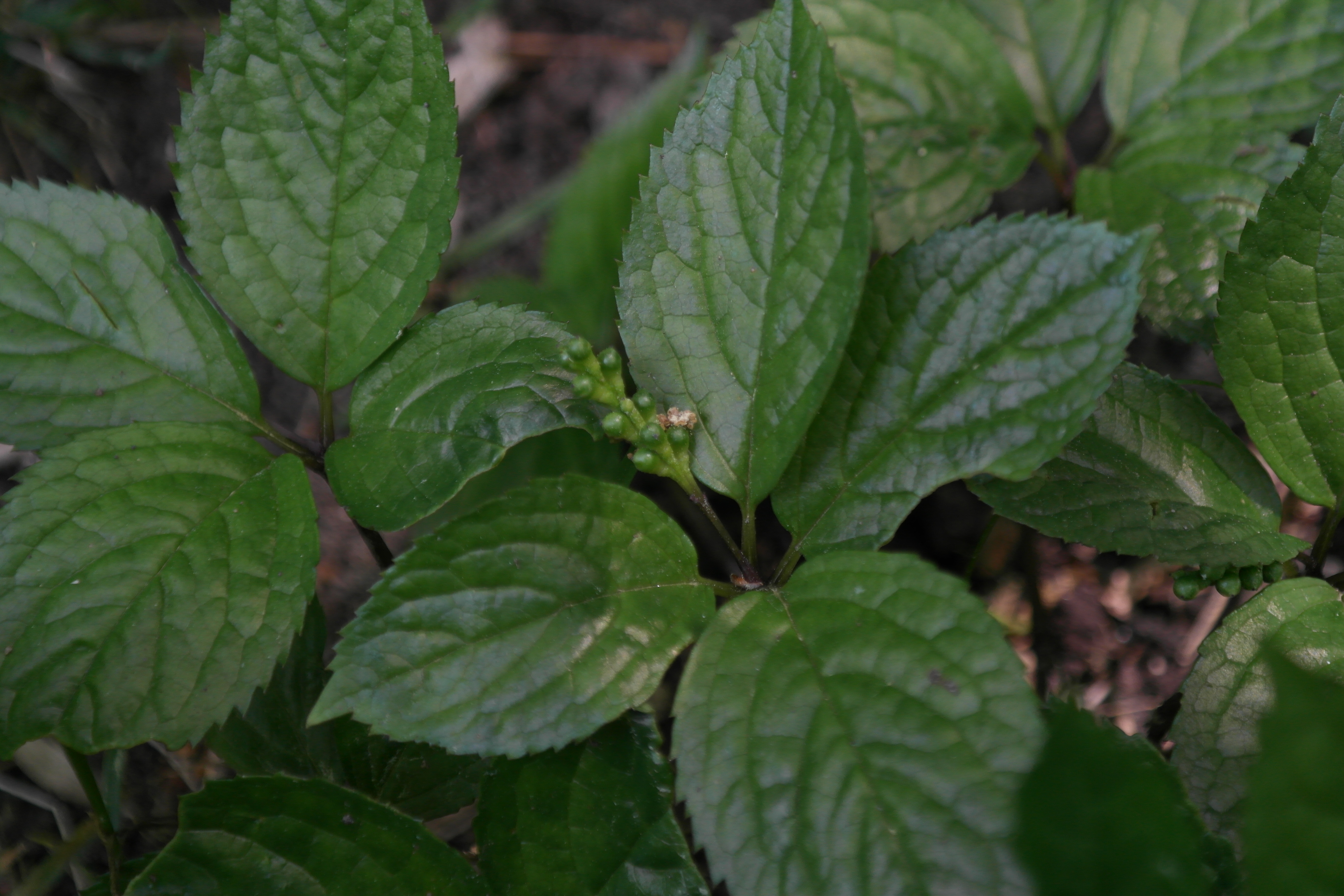 Plant Illustration Details