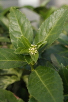 Sarcandra glabra (Thunb.) Nakai