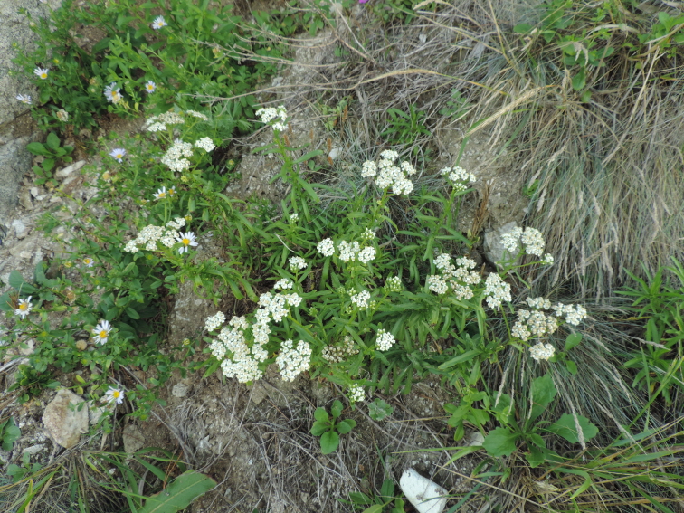 Plant Illustration Details