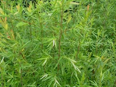 뺑쑥(Artemisia lancea Vaniot)