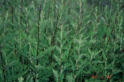 Plant Illustration Details