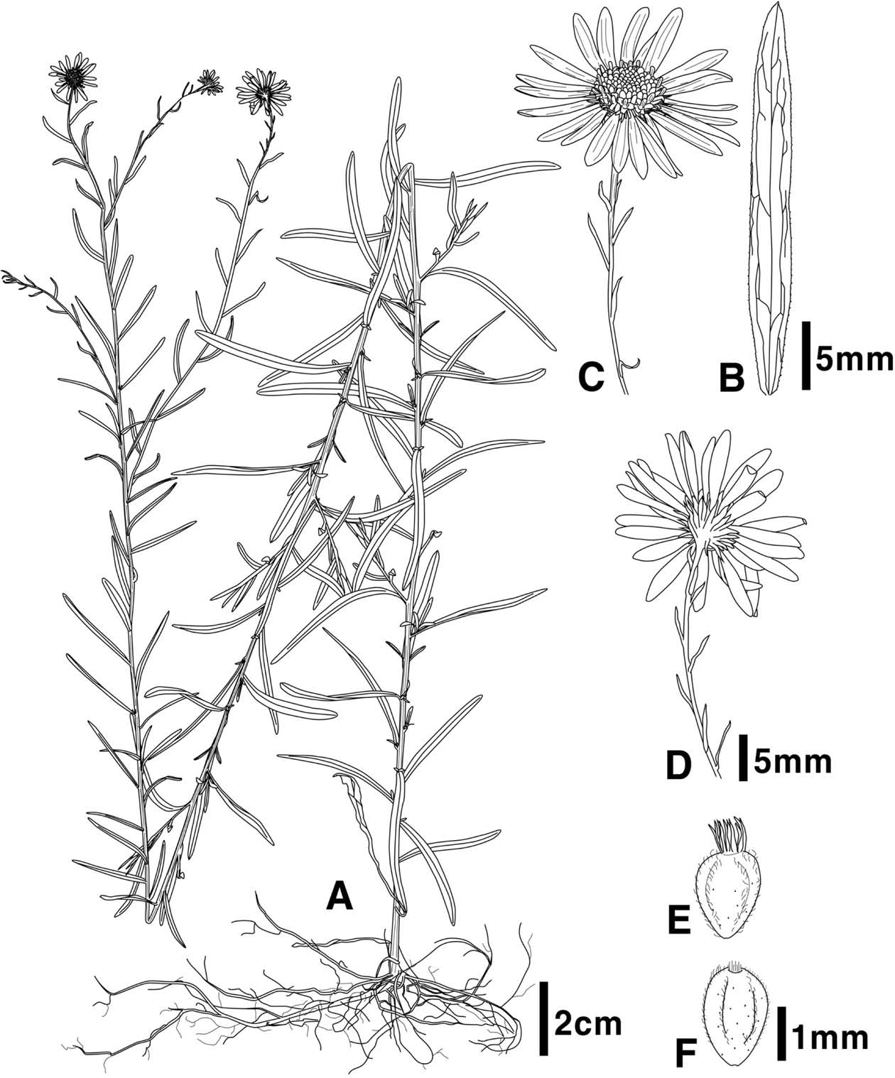 Plant Illustration Details