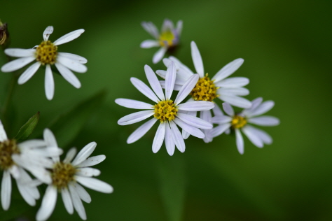 Plant Illustration Details