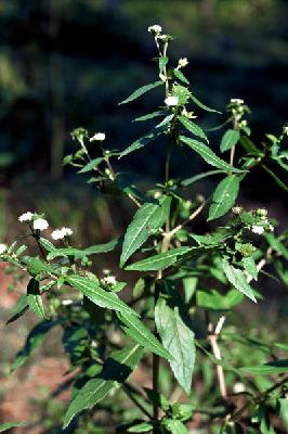 Plant Illustration Details